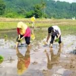 Minimnya Pupuk Subsidi, DPRD Minta Dispertan Jamin Pupuk Subsidi Bagi Petani