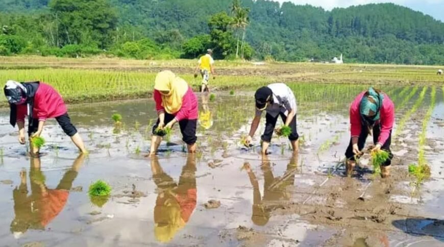Minimnya Pupuk Subsidi, DPRD Minta Dispertan Jamin Pupuk Subsidi Bagi Petani