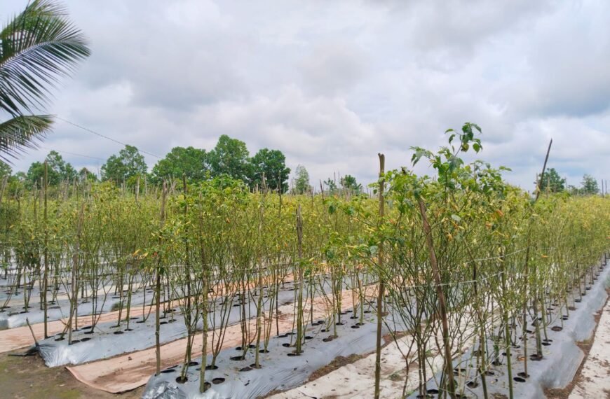 Tanaman Cabe di Desa Kumpai Batu Atas Rusak Baru 6 Kali Panen Menjelang Ramadhan 2025