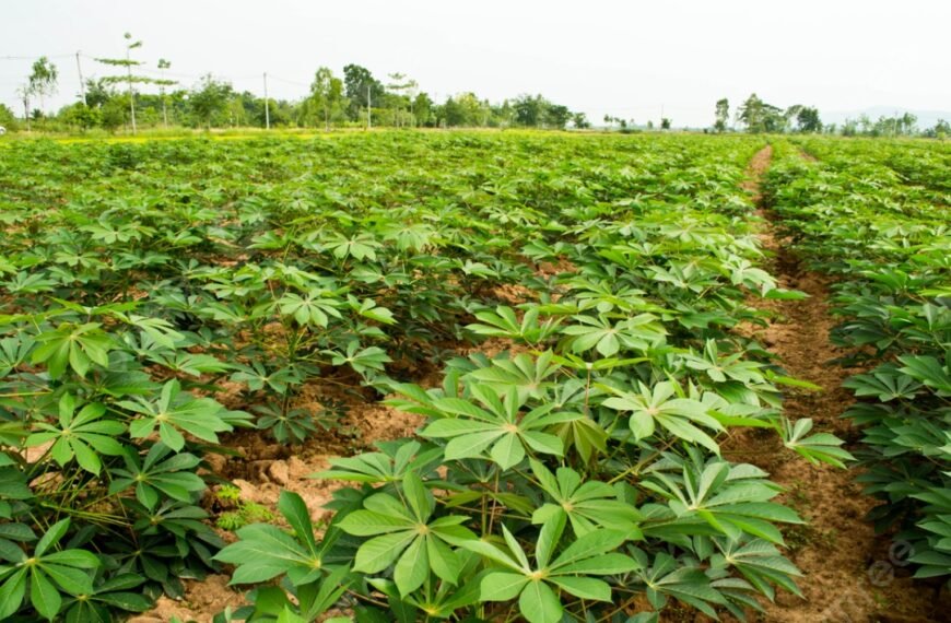 Dewan Pati Dorong Pemkab Lebih Perhatikan Pengembangan Industri Ketela
