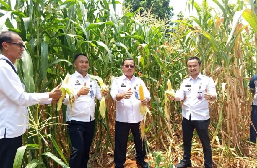 Panen Jagung, Panen Harapan: Lapas Pati Wujudkan Program Ketahanan Pangan