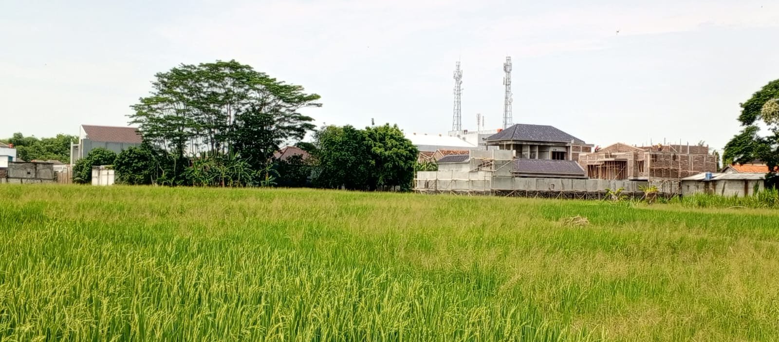 DPRD Pati Dorong Intensifikasi Penanaman Tanaman Alternatif Pengganti Beras