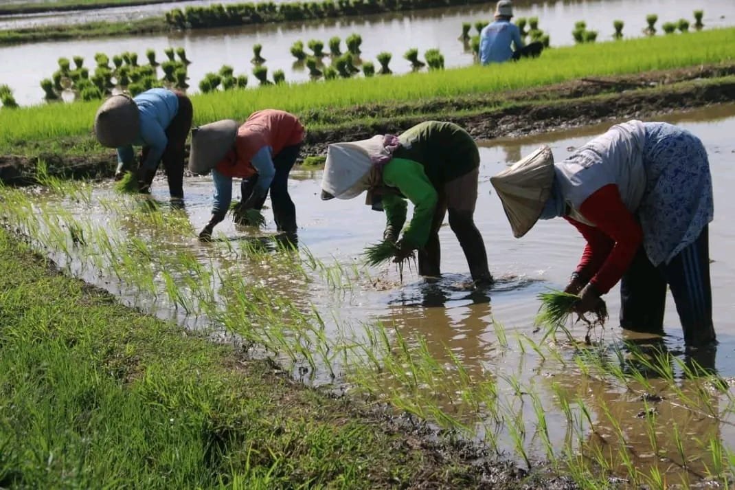 Menuju Swasembada Pangan, Komisi B DPRD Pati Ajak Peran Serta Anak Muda