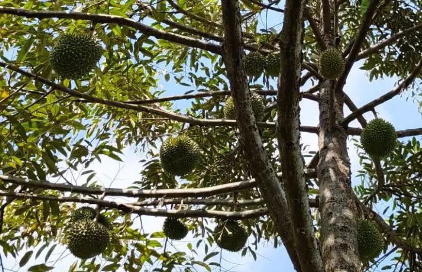Komisi D DPRD Pati Dukung Kecamatan Gunungwungkal Jadi Sentra Durian